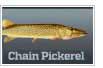 Chain pickerel