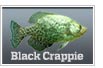 Black crappie