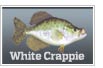 White Crappie