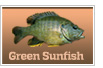 Green Sunfish