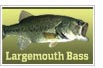 Largemouth bass