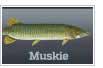 Muskie