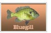 Bluegill