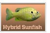 Hybrid Sunfish