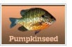 Pumpkinseed Sunfish