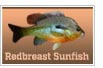 Redbreast Sunfish