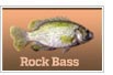 Rock Bass