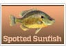 Spotted Sunfish