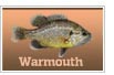 Warmouth