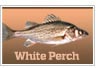 White Perch