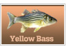 Yellow Bass