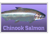 Chinook Salmon