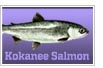 Kokanee Salmon