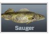 Sauger