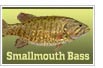 Smallmouth Bass