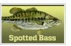 Spotted Bass