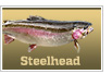 Steelhead