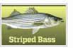 Striped Bass