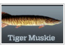 Tiger Muskie