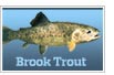 Brook Trout