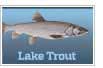 Lake Trout