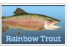 Rainbow Trout