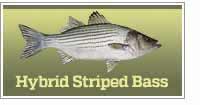 Hybrid Stripers