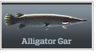 Alligator Gar