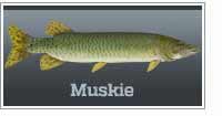 Muskie