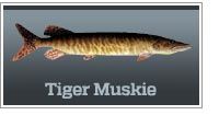 Tiger muskie