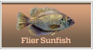 Flier Sunfish