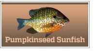 Pumpkinseed Sunfish