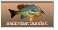 Redbreast Sunfish