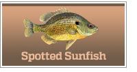 Soptted Sunfish