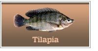 Tilapia