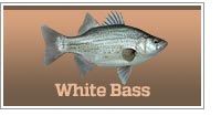 White Bass