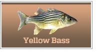 Yellow Bass