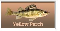 Yellow Perch