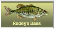 Redeye Bass