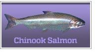 Chinook salmon