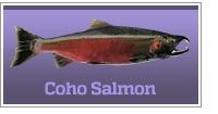 Coho Salmon