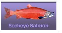 Sockeye Salmon