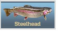 Steelhead Fishing