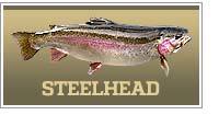 Steelhead Trout