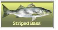 Striped Bass