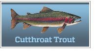 Cutthroat trout