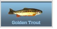 Golden Trout