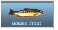 Golden trout