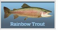 Trout Fishing - Rainbow, Brown, Cutthroat, Brook & Lake Trout