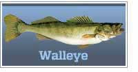 Walleye